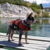 EzyDog dog flotation device lifejacket in red detail view showing flotation panels, secure straps and grab handle