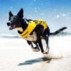 EzyDog DFD X2 Boost dog life jacket in blue side view showing buoyant panels and top grab handle